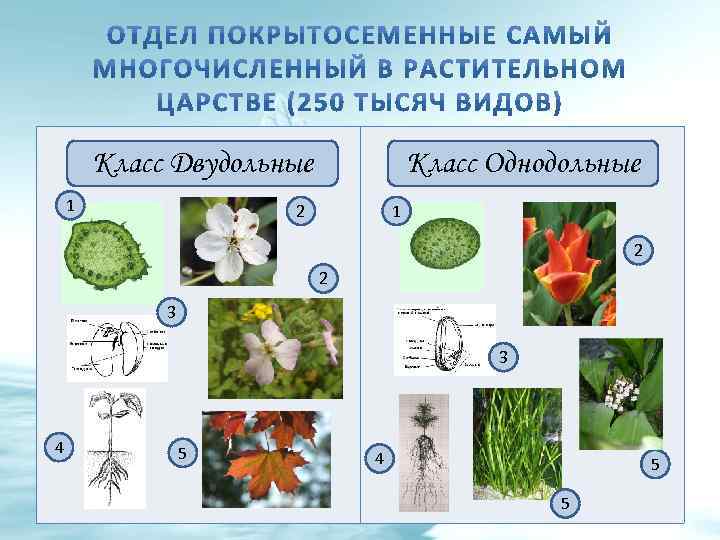 Класс Двудольные 1 Класс Однодольные 2 1 2 2 3 3 4 5 5