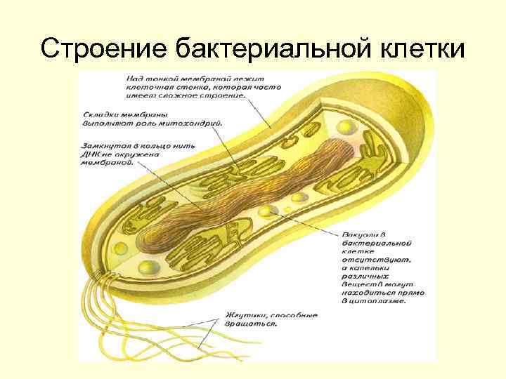 Строение бактериальной клетки 