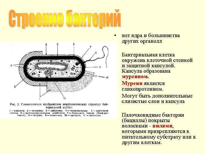  • нет ядра и большинства других органелл • Бактериальная клетка окружена клеточной стенкой