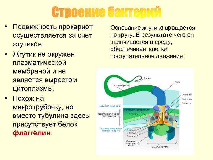 Строение бактерий • Подвижность прокариот осуществляется за счет жгутиков. • Жгутик не окружен плазматической