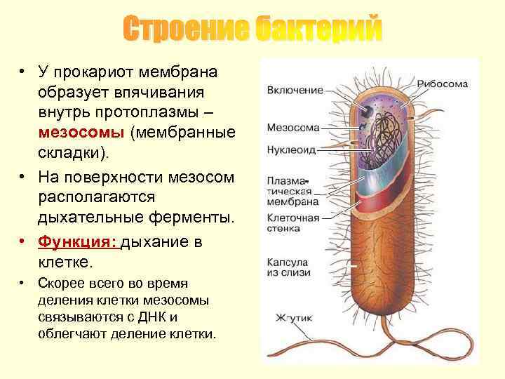 Строение бактерий • У прокариот мембрана образует впячивания внутрь протоплазмы – мезосомы (мембранные складки).