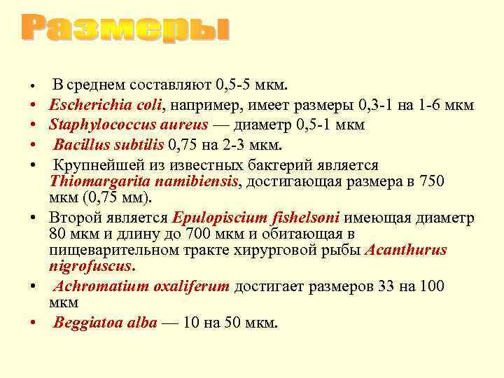  • • В среднем составляют 0, 5 -5 мкм. Escherichia coli, например, имеет