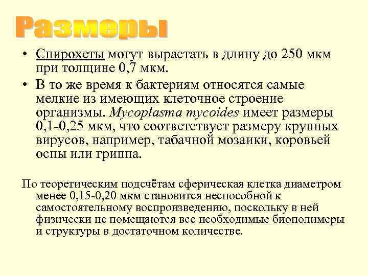  • Спирохеты могут вырастать в длину до 250 мкм при толщине 0, 7