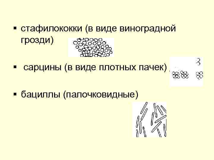 § стафилококки (в виде виноградной грозди) § сарцины (в виде плотных пачек) § бациллы