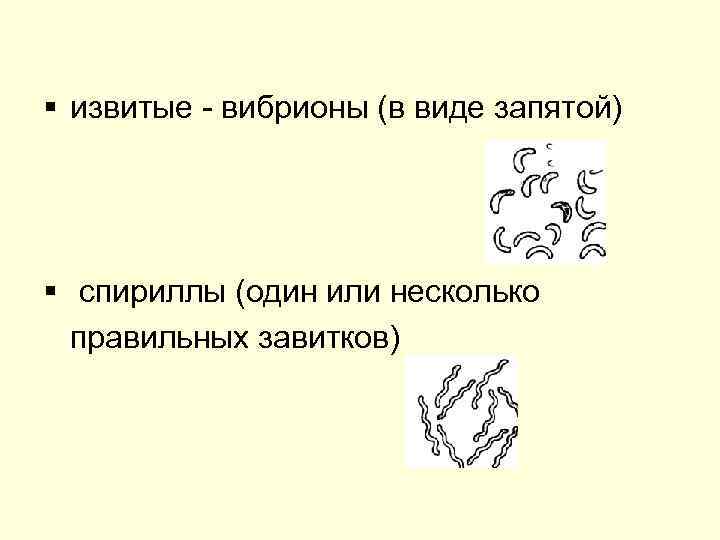 § извитые - вибрионы (в виде запятой) § спириллы (один или несколько правильных завитков)