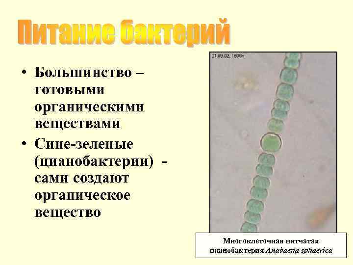  • Большинство – готовыми органическими веществами • Сине-зеленые (цианобактерии) сами создают органическое вещество