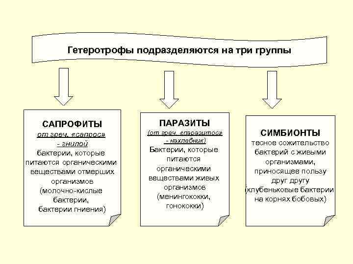 Гетеротрофы подразделяются на три группы САПРОФИТЫ от греч. «сапрос» - гнилой бактерии, которые питаются