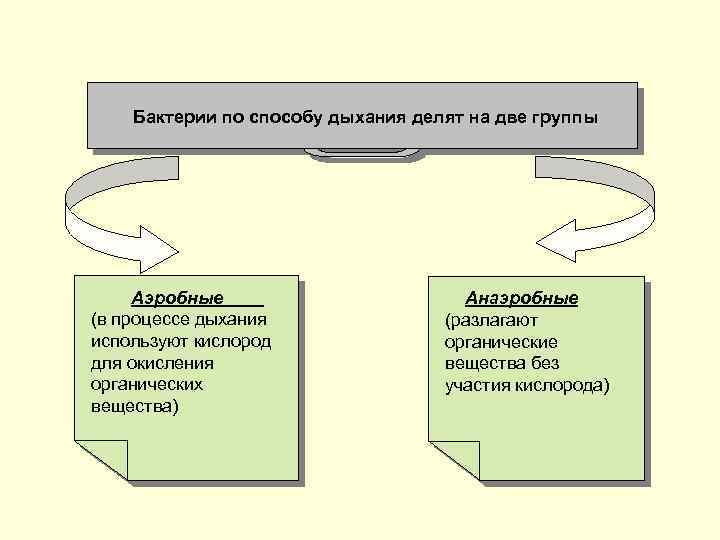 Бактерии по способу дыхания делят на две группы Аэробные (в процессе дыхания используют кислород