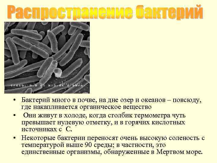  • Бактерий много в почве, на дне озер и океанов – повсюду, где