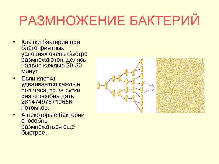 РАЗМНОЖЕНИЕ БАКТЕРИЙ • Клетки бактерий при благоприятных условиях очень быстро размножаются, делясь надвое каждые