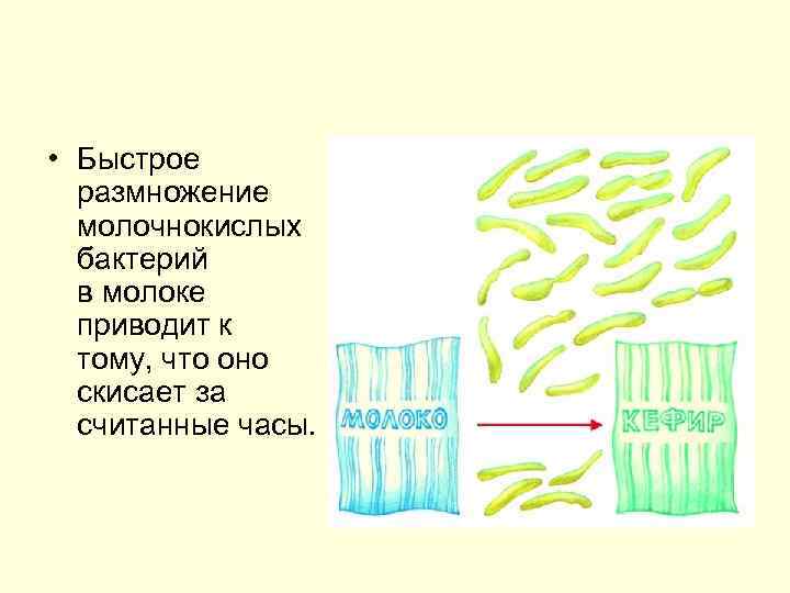  • Быстрое размножение молочнокислых бактерий в молоке приводит к тому, что оно скисает