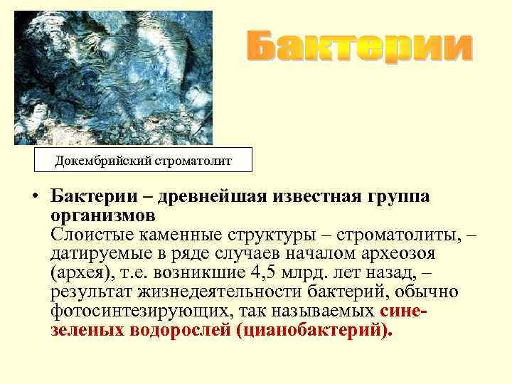 Докембрийский строматолит • Бактерии – древнейшая известная группа организмов Слоистые каменные структуры – строматолиты,