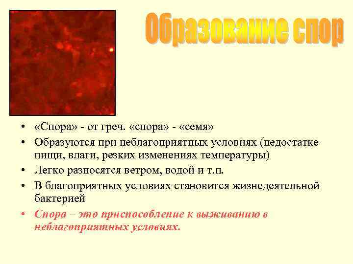  • «Спора» - от греч. «спора» - «семя» • Образуются при неблагоприятных условиях