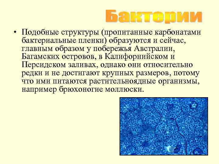  • Подобные структуры (пропитанные карбонатами бактериальные пленки) образуются и сейчас, главным образом у