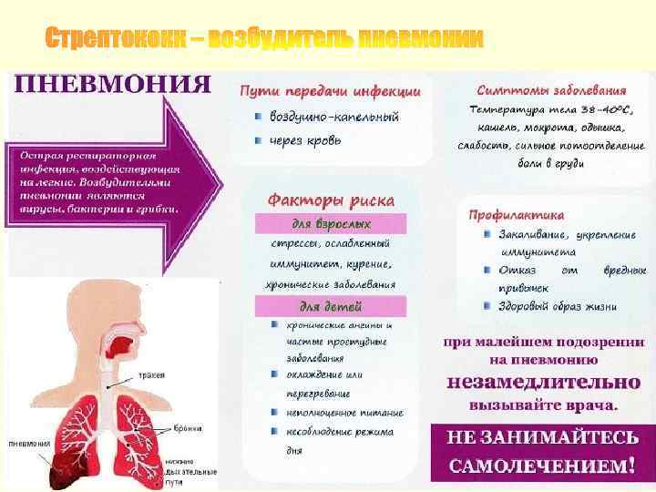 Стрептококк – возбудитель пневмонии 