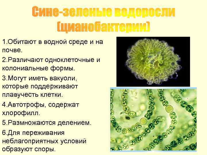 Сине-зеленые водоросли (цианобактерии) 1. Обитают в водной среде и на почве. 2. Различают одноклеточные