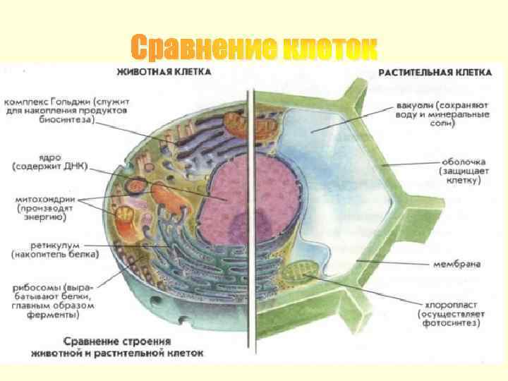 Сравнение клеток 