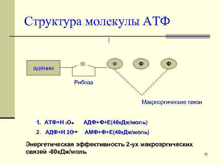 Структура молекулы АТФ Ф аденин Ф Ф Рибоза Макроэргические связи 1. АТФ+Н 2 О