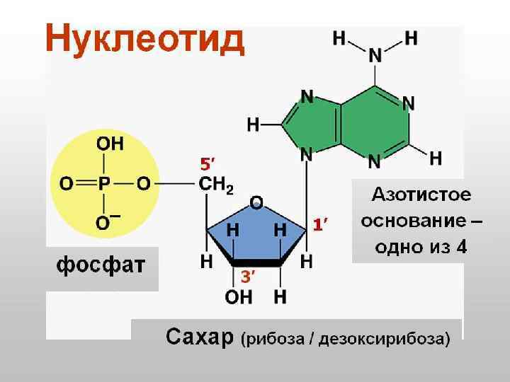 Нуклеотиды 7 