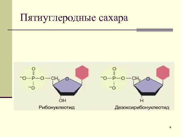 Пятиуглеродные сахара 9 