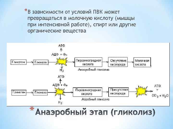 *В зависимости от условий ПВК может превращаться в молочную кислоту (мышцы при интенсивной работе),