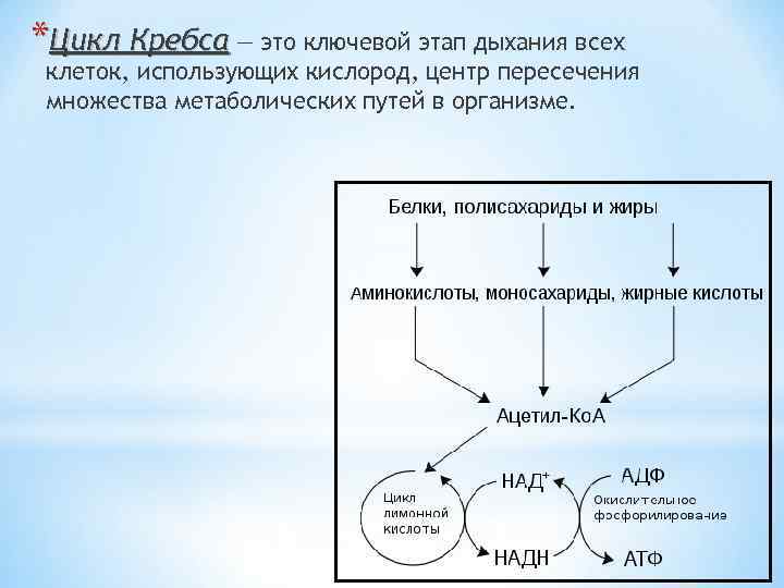 *Цикл Кребса — это ключевой этап дыхания всех клеток, использующих кислород, центр пересечения множества