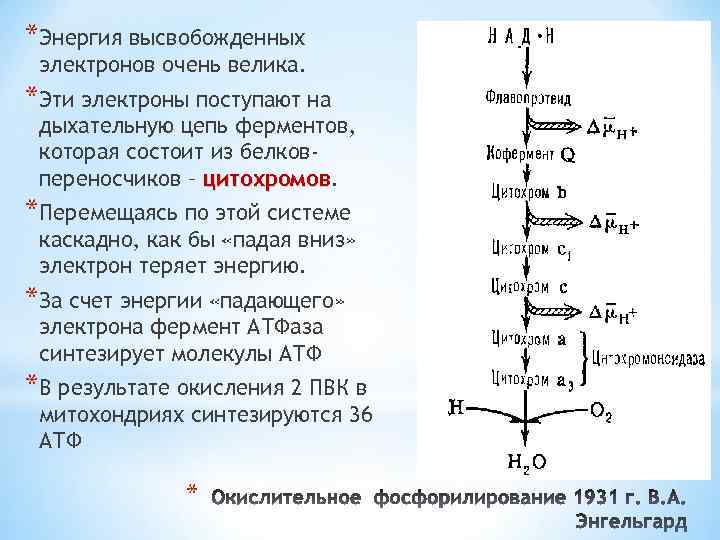 *Энергия высвобожденных электронов очень велика. *Эти электроны поступают на дыхательную цепь ферментов, которая состоит