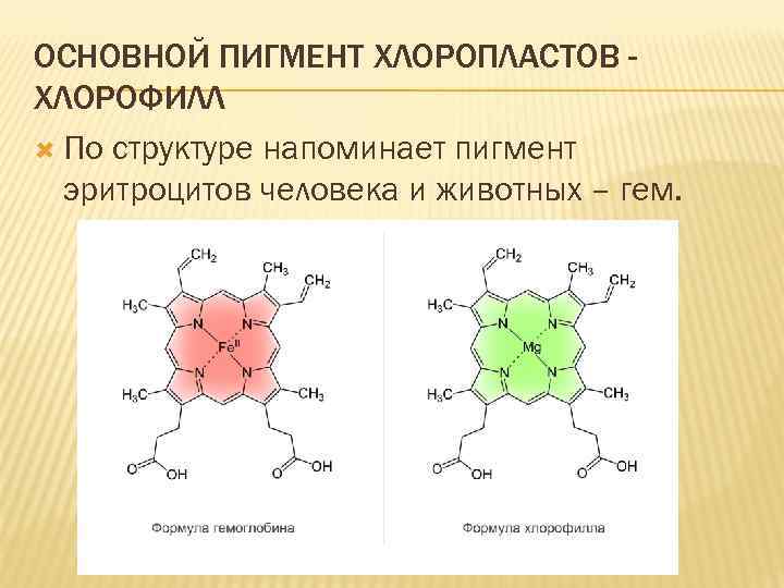 ОСНОВНОЙ ПИГМЕНТ ХЛОРОПЛАСТОВ ХЛОРОФИЛЛ По структуре напоминает пигмент эритроцитов человека и животных – гем.