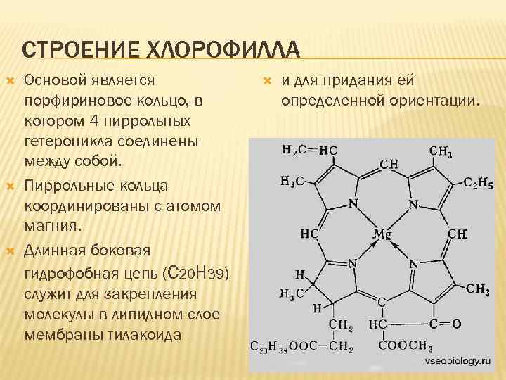 СТРОЕНИЕ ХЛОРОФИЛЛА Основой является порфириновое кольцо, в котором 4 пиррольных гетероцикла соединены между собой.