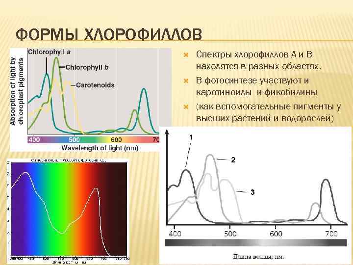 ФОРМЫ ХЛОРОФИЛЛОВ Спектры хлорофиллов А и В находятся в разных областях. В фотосинтезе участвуют