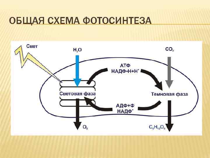 ОБЩАЯ СХЕМА ФОТОСИНТЕЗА 