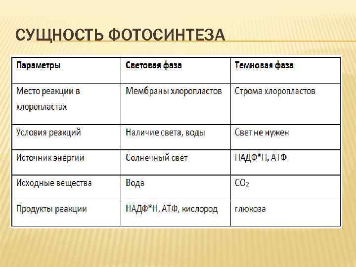 СУЩНОСТЬ ФОТОСИНТЕЗА 