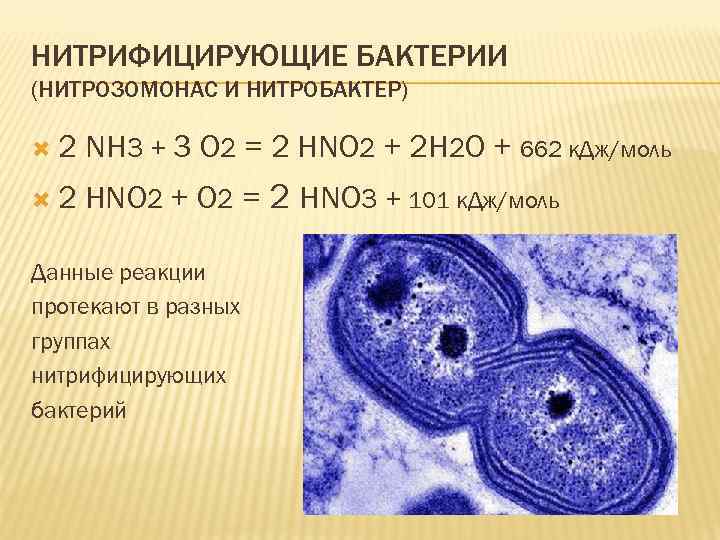 НИТРИФИЦИРУЮЩИЕ БАКТЕРИИ (НИТРОЗОМОНАС И НИТРОБАКТЕР) 2 NH 3 + 3 O 2 = 2