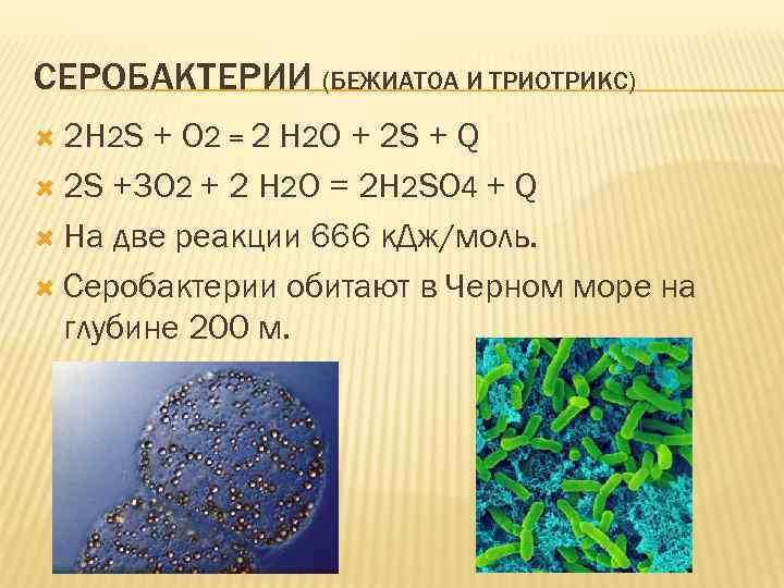 СЕРОБАКТЕРИИ (БЕЖИАТОА И ТРИОТРИКС) 2 H 2 S + O 2 = 2 H