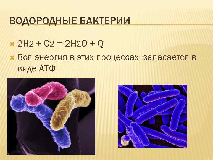 ВОДОРОДНЫЕ БАКТЕРИИ 2 H 2 + O 2 = 2 H 2 O +