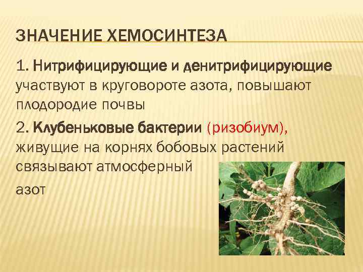 ЗНАЧЕНИЕ ХЕМОСИНТЕЗА 1. Нитрифицирующие и денитрифицирующие участвуют в круговороте азота, повышают плодородие почвы 2.