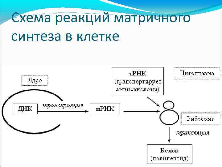 Рассмотрите рисунок с изображением одного из процессов матричного синтеза