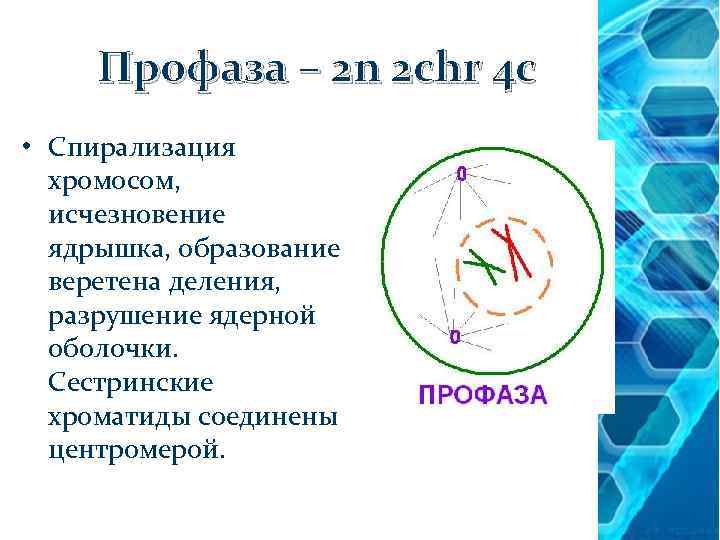 Профаза – 2 n 2 chr 4 c • Спирализация хромосом, исчезновение ядрышка, образование