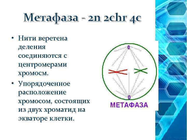 Метафаза - 2 n 2 chr 4 c • Нити веретена деления соединяются с