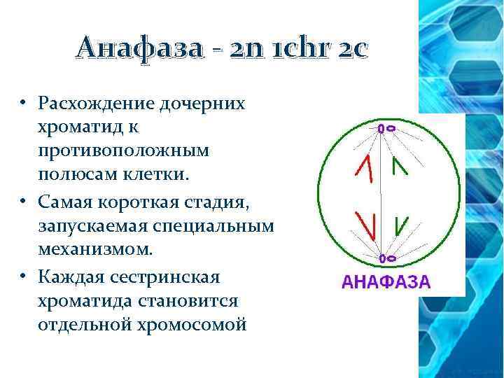 Анафаза - 2 n 1 chr 2 c • Расхождение дочерних хроматид к противоположным