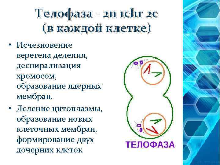 Телофаза - 2 n 1 chr 2 c (в каждой клетке) • Исчезновение веретена