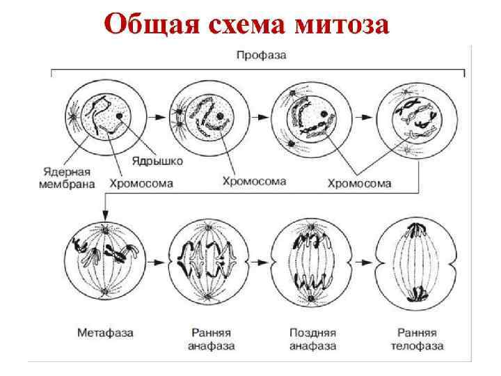 Митоз презентация 11 класс