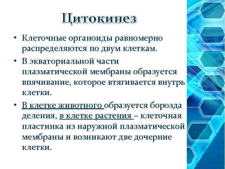 Цитокинез • Клеточные органоиды равномерно распределяются по двум клеткам. • В экваториальной части плазматической