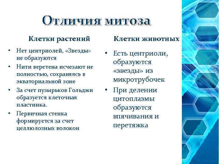 Отличия митоза Клетки растений • Нет центриолей, «Звезды» не образуются • Нити веретена исчезают