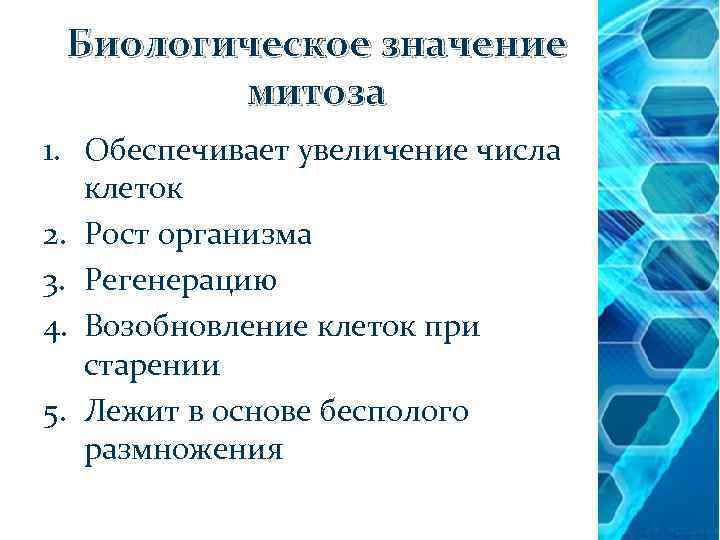 Биологическое значение митоза 1. Обеспечивает увеличение числа клеток 2. Рост организма 3. Регенерацию 4.