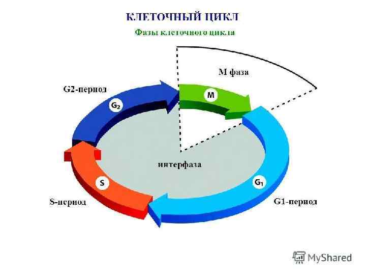 Жизненный цикл клетки рисунок