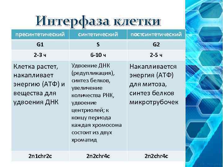 В интерфазе жизненного цикла клетки происходит