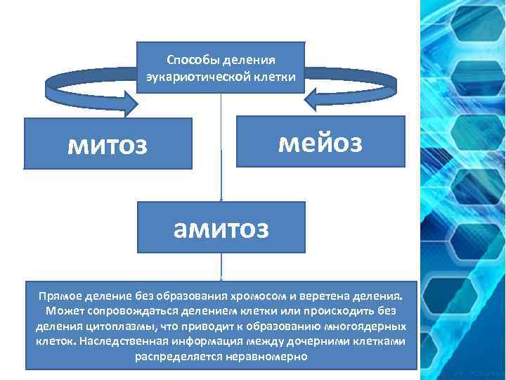 Способы деления эукариотической клетки мейоз митоз амитоз Прямое деление без образования хромосом и веретена