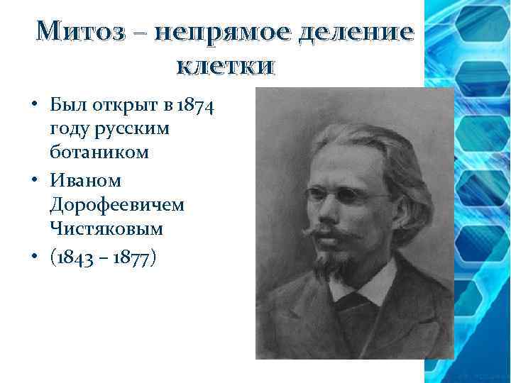 Митоз – непрямое деление клетки • Был открыт в 1874 году русским ботаником •