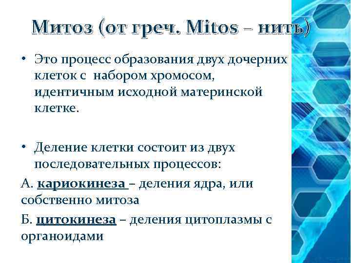 Митоз (от греч. Mitos – нить) • Это процесс образования двух дочерних клеток с